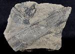 Calamites sp. BRONGNIART 1828   - Bild © FossNet FossilienStore